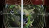 Pokébox Goupelin Ex thumbnail 4