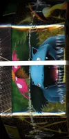 Pokébox Florizarre Ex thumbnail 3