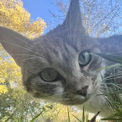 Profile picture