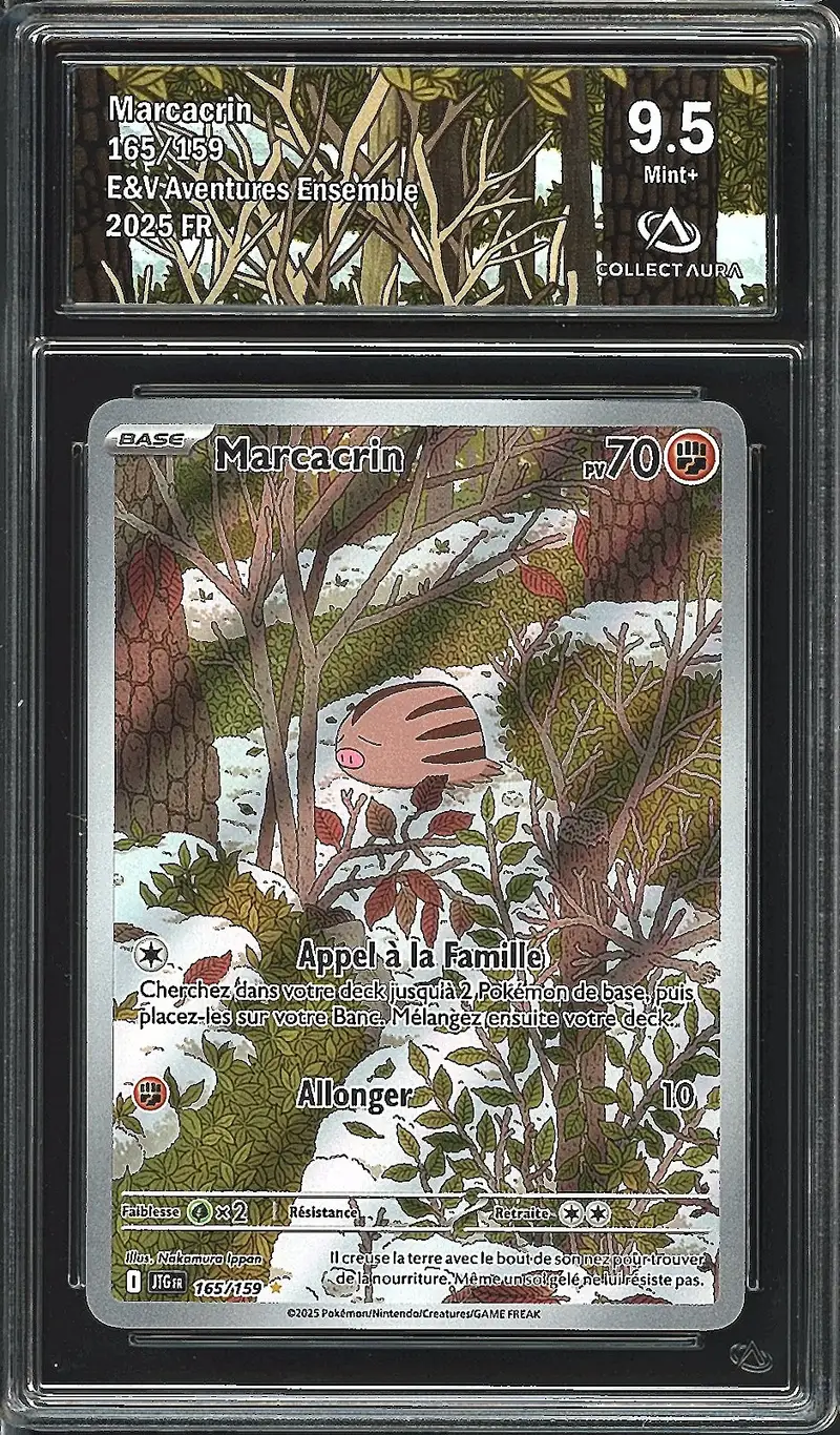 CA 9.5 Marcacrin