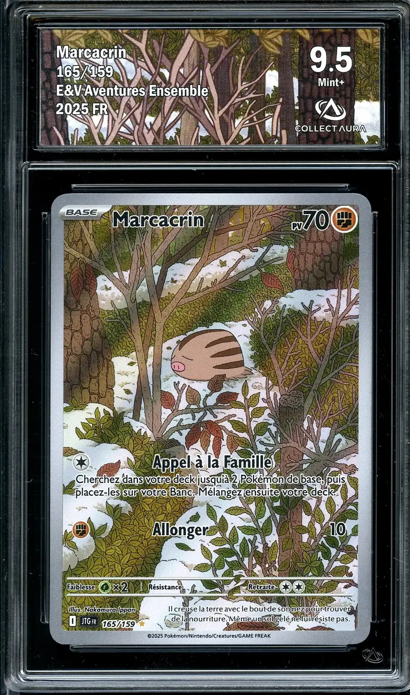 CA 9.5 Marcacrin