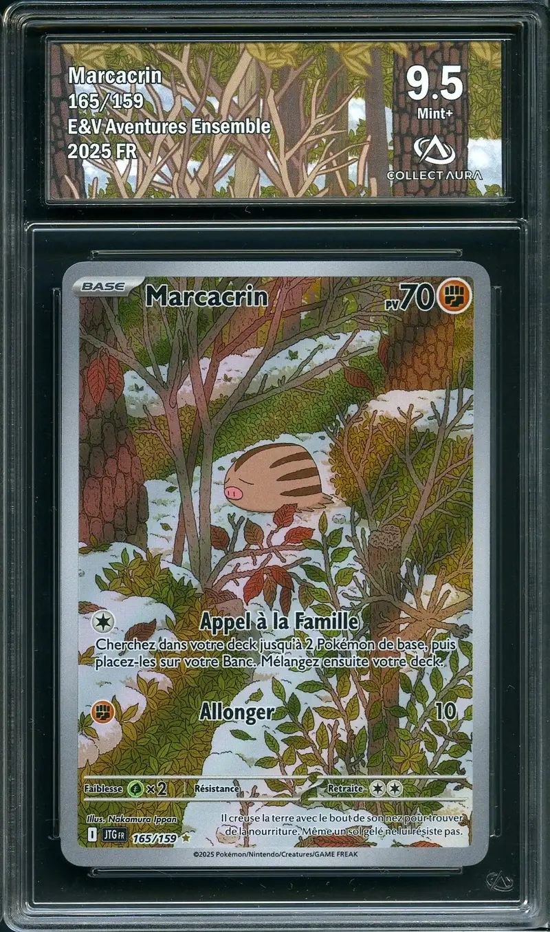 CA 9.5 Marcacrin