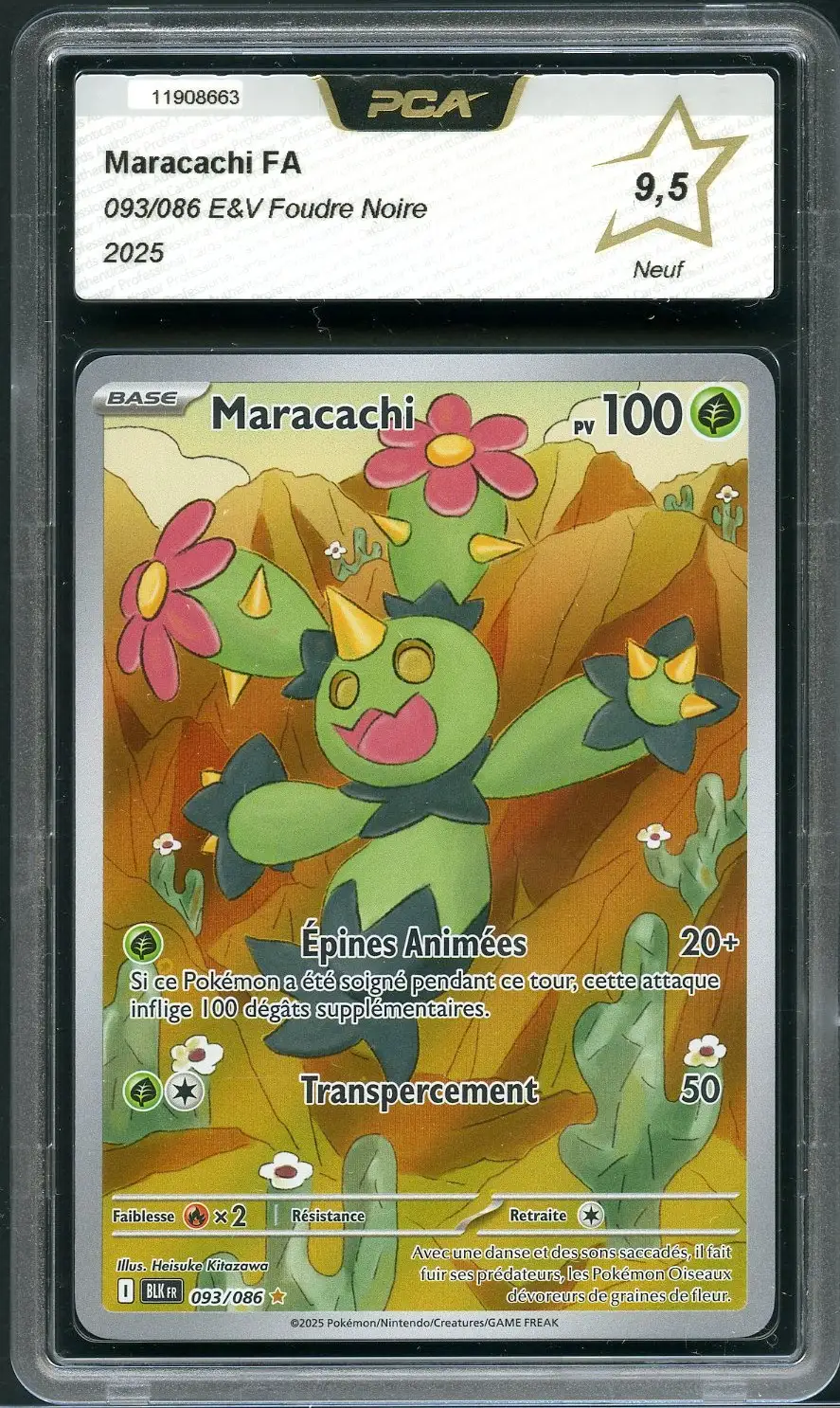 PCA 9.5 Maracachi