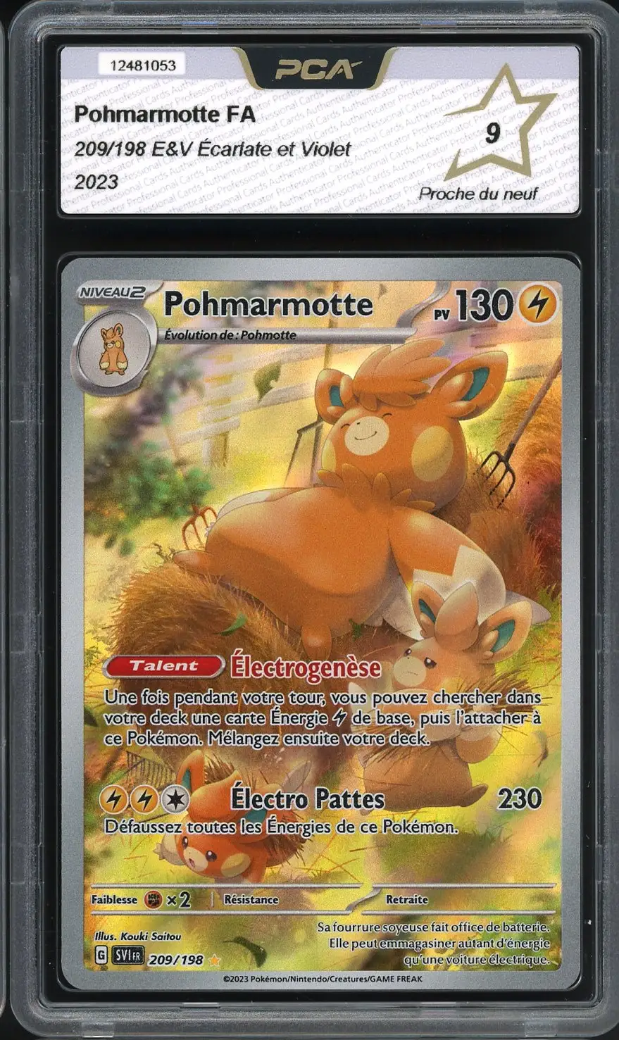 PCA 9 Pohmarmotte