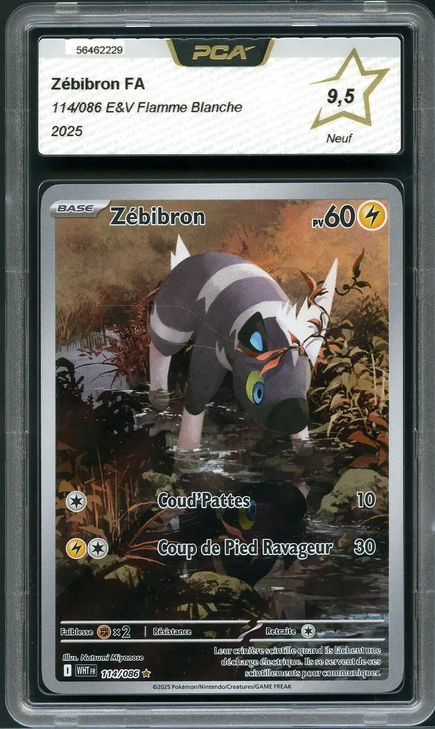PCA 9.5 Zébibron