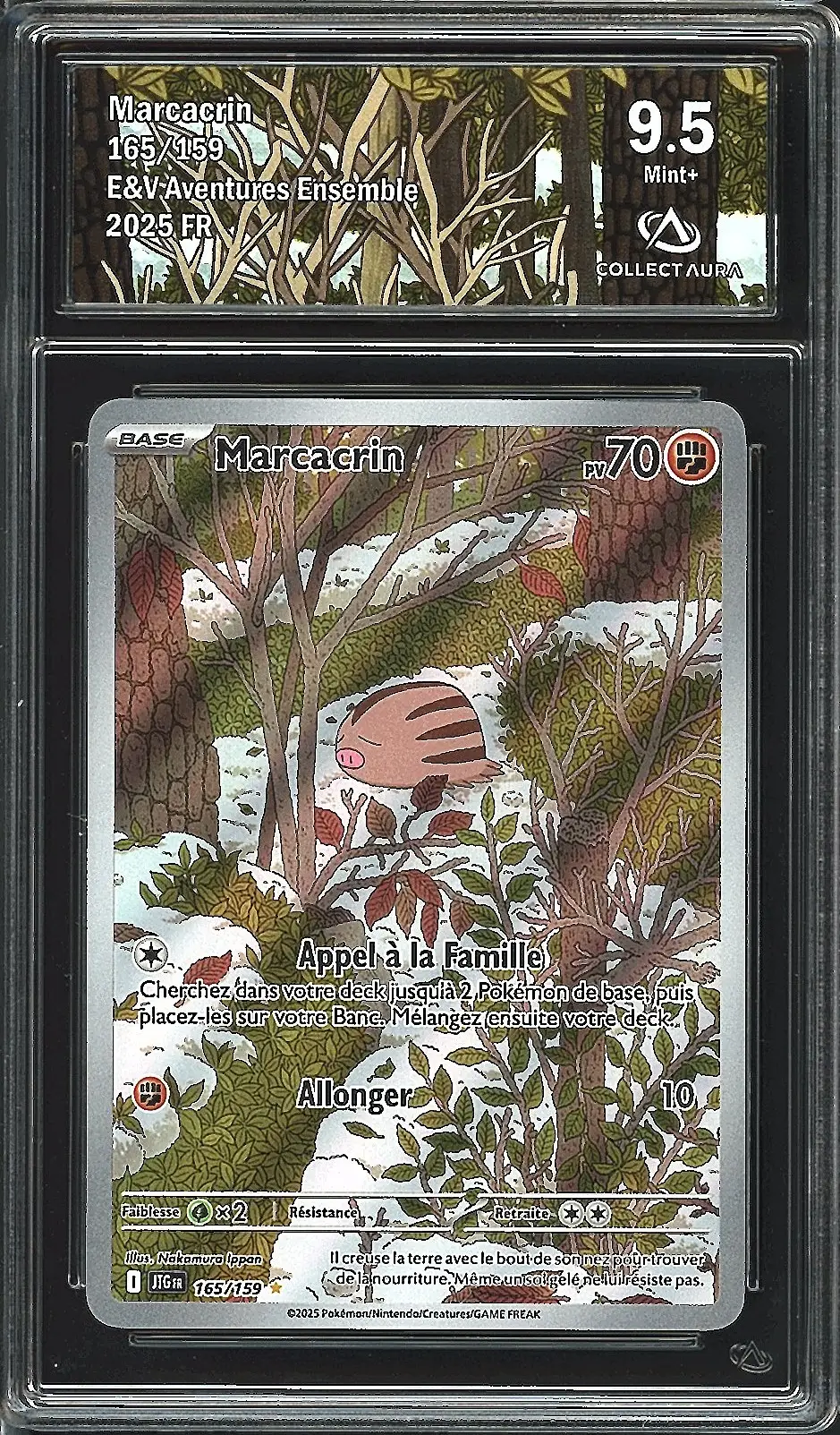 CA 9.5 Marcacrin
