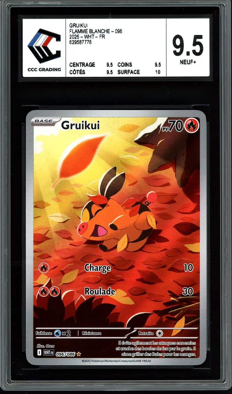 CCC 9.5 Gruikui